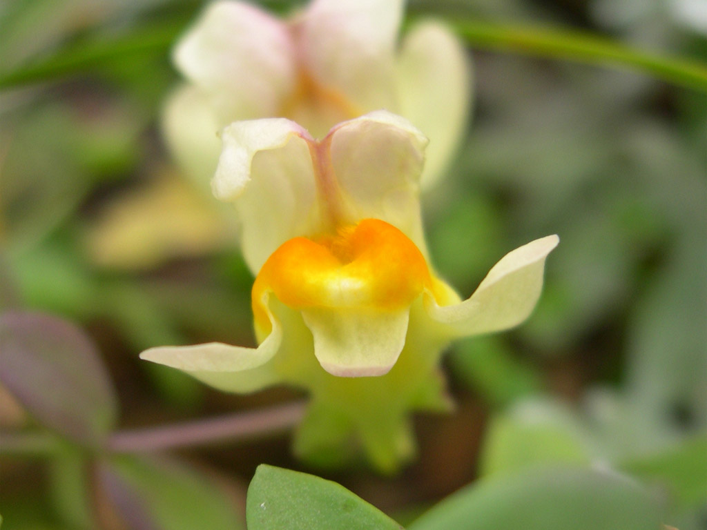 ウンラン Linaria japonica