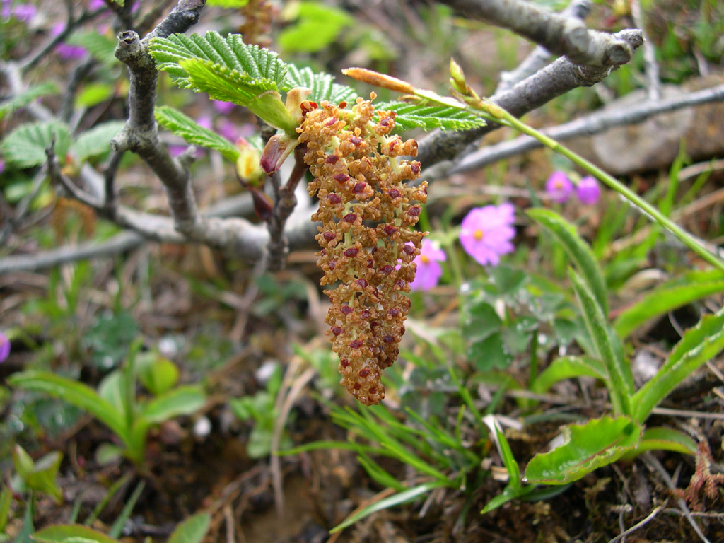 アポイカンバ Betula apoiensis