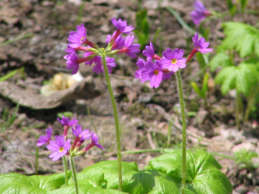 エゾオオサクラソウ Primula jesoana var. pubescens