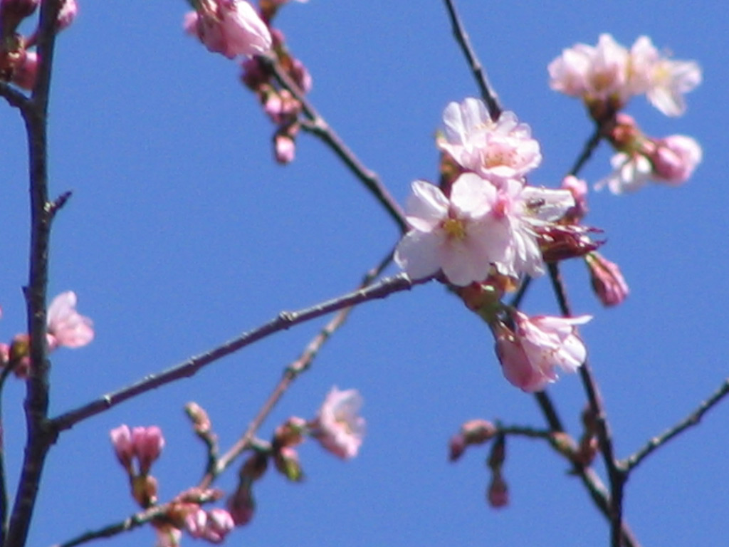 エゾヤマザクラ Prunus sargentii