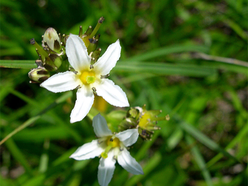 イワイチョウ Fauria crista-galli subsp. japonica