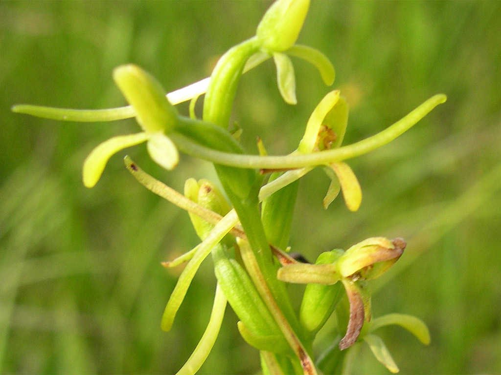 コバノトンボソウ Platanthera tipuloides var. niponica