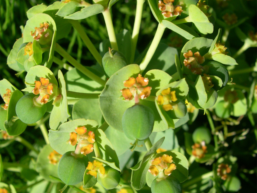 マルミノウルシ Euphorbia ebracteolata