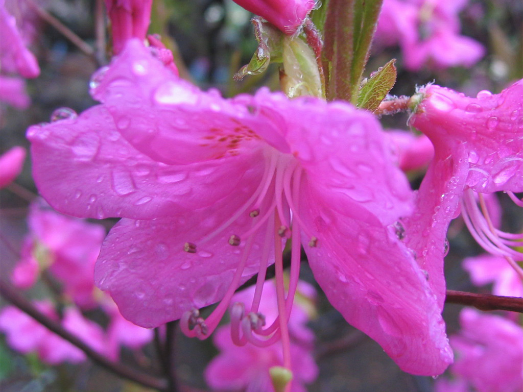ムラサキヤシオ Rhododendron albrechtii