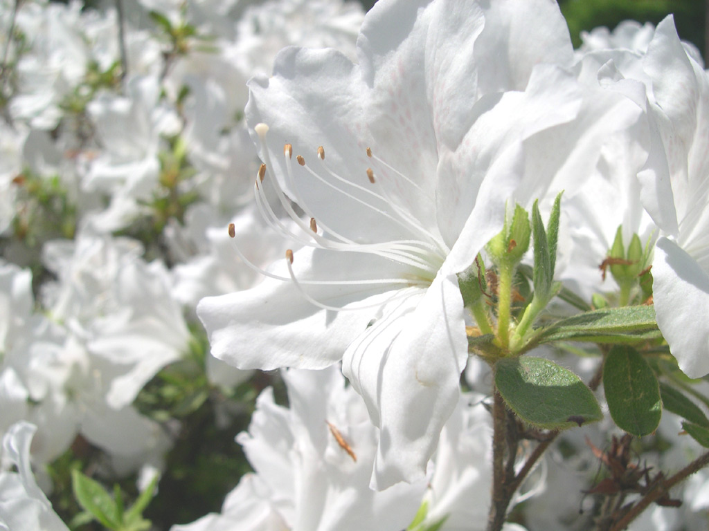 ツツジ Rhododendron cvs.