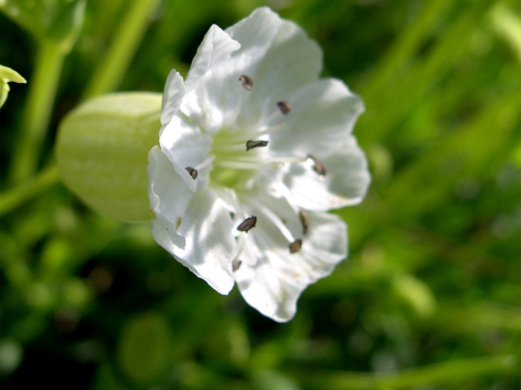 シレネユニフローラ Silene uniflora cvs.