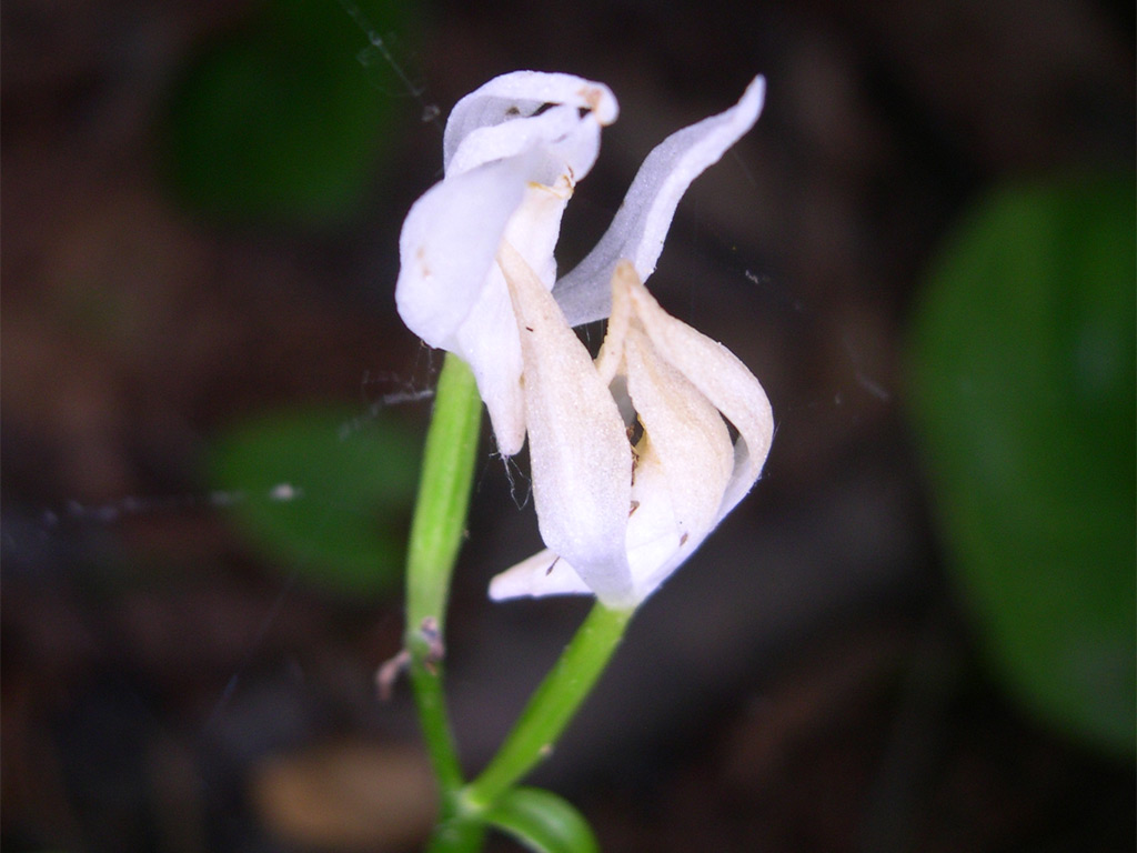 ユウシュンラン Cephalanthera erecta var. subaphylla