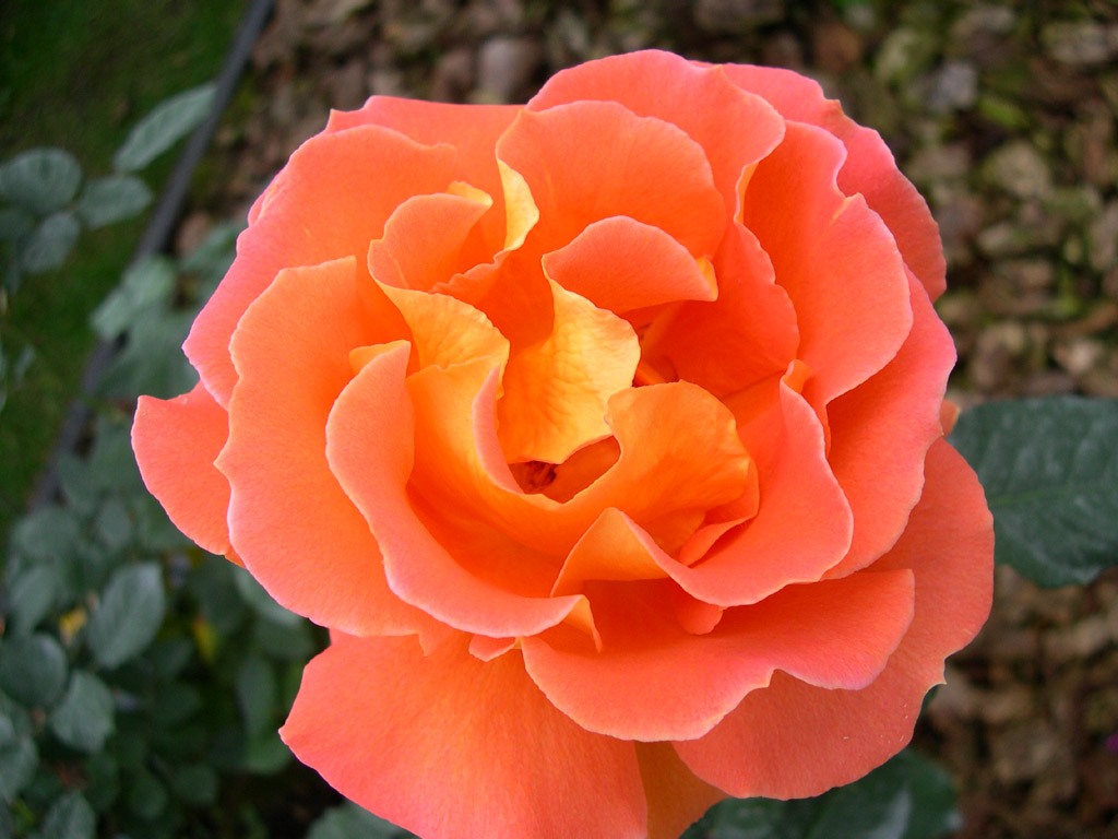 バラ Rosa cvs.