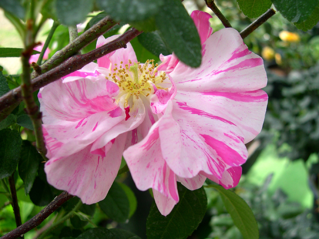 バラ Rosa cvs.