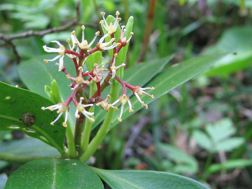 エゾユズリハ Daphyniphyllum macropodum var. humile