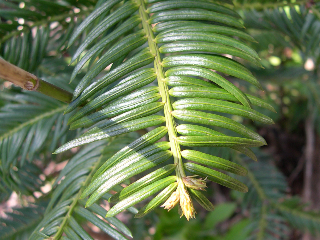 ハイイヌガヤ Cephalotaxus harringtonia var. nana
