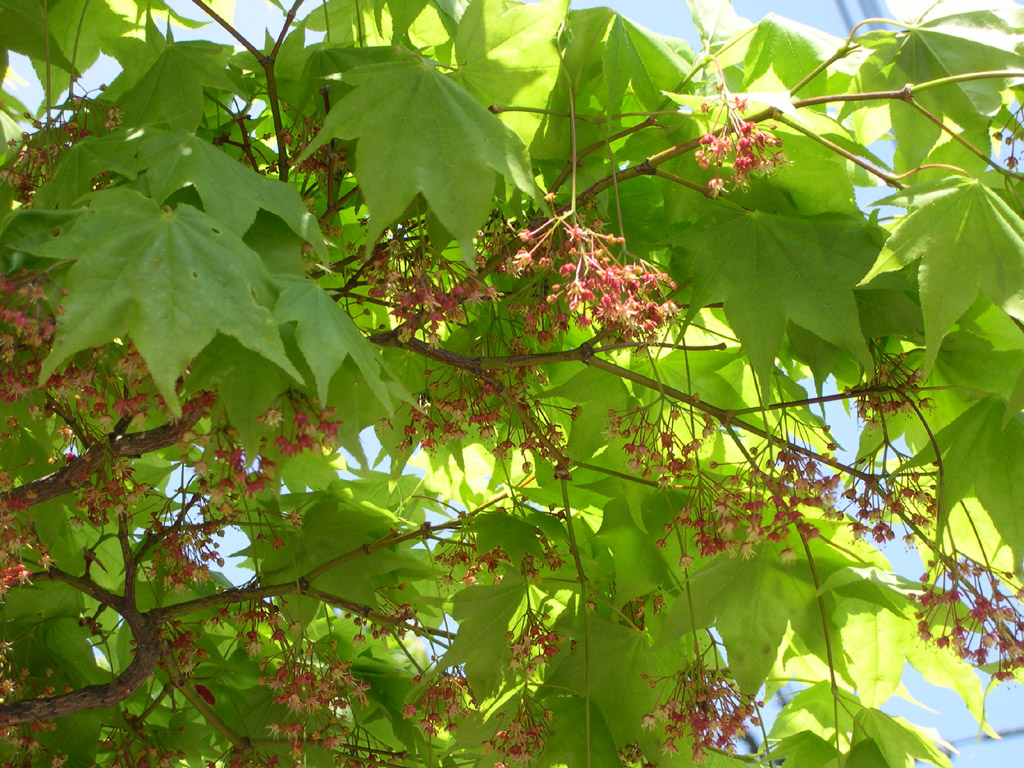 ハウチワカエデ Acer japonicum
