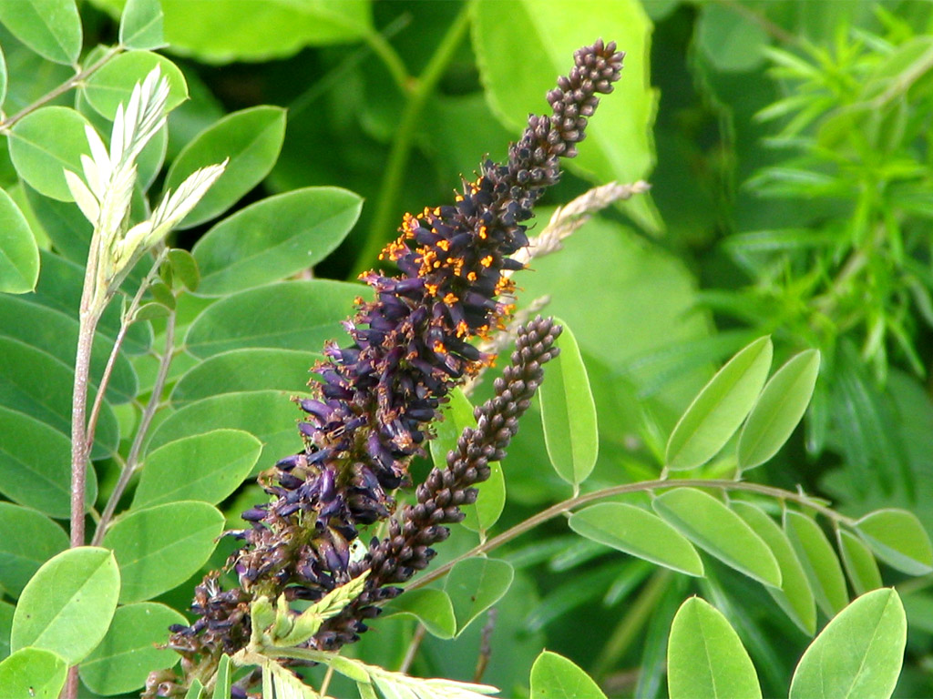 イタチハギ Amorpha fruticosa