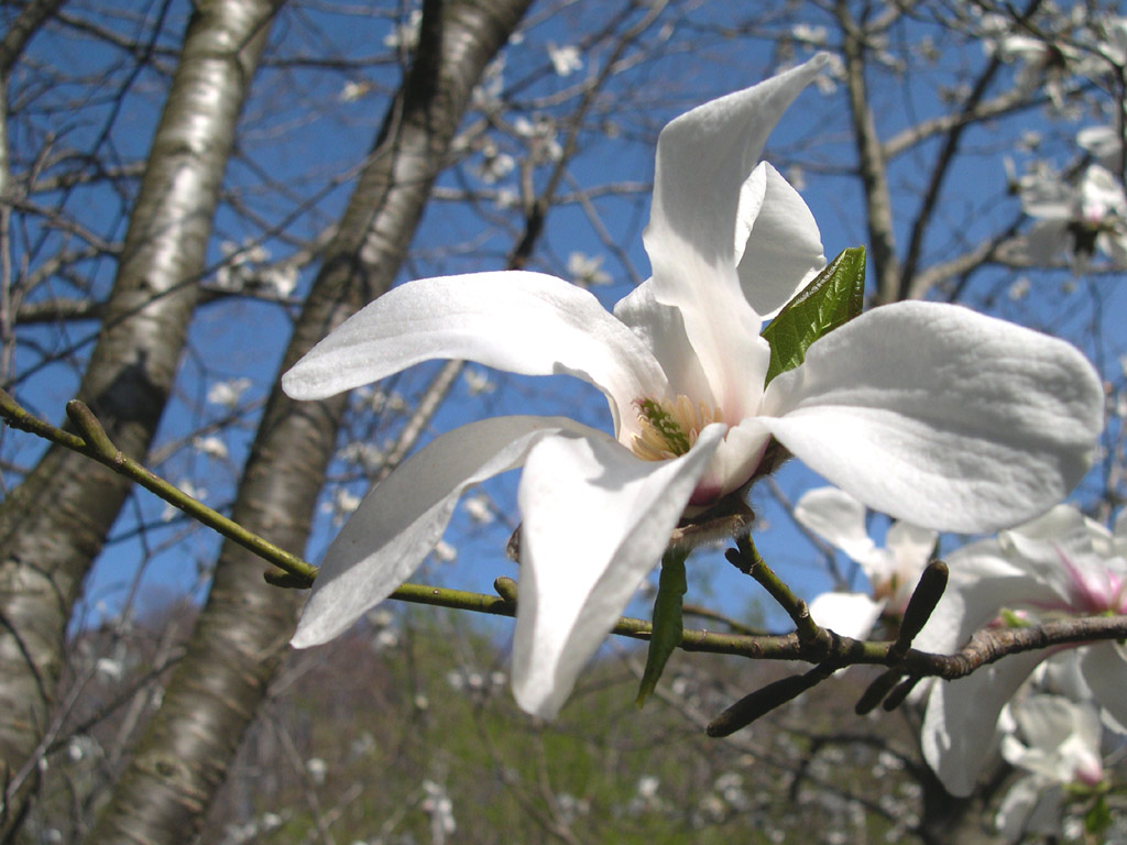 キタコブシ Magnolia kobus var. borealis