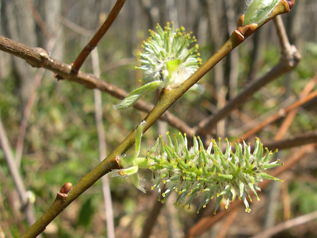 キツネヤナギ Salix vulpina