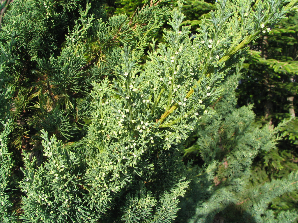 ミヤマビャクシン Juniperus chiensis var. sargentii