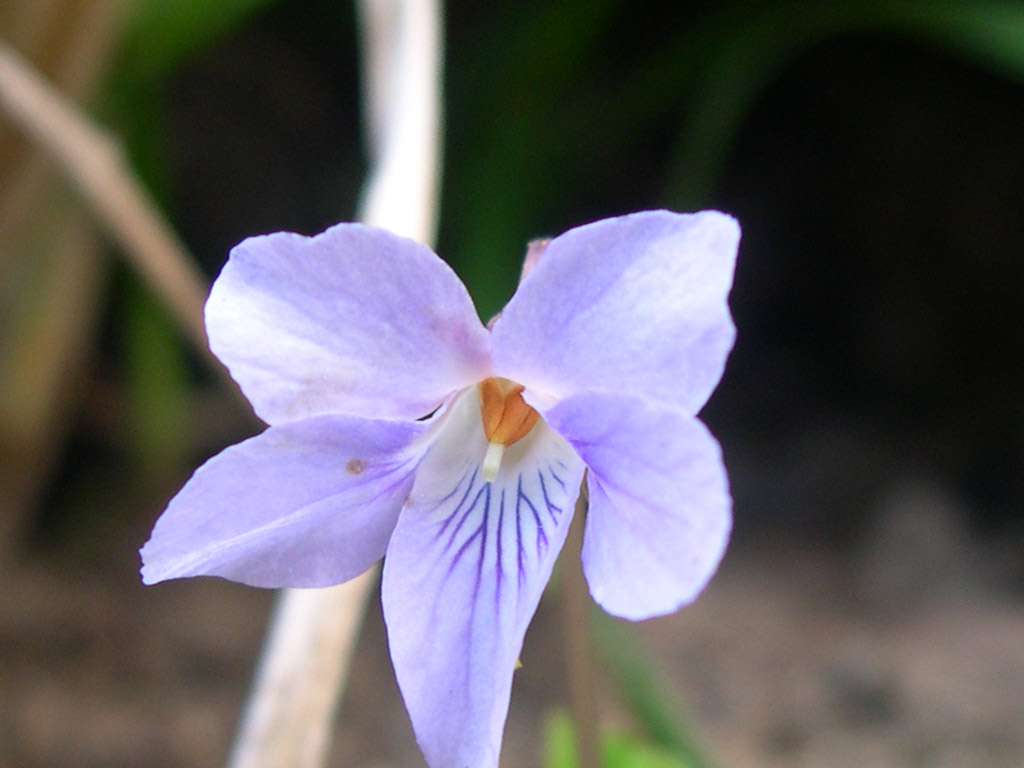 アオイスミレ Viola hondoensis