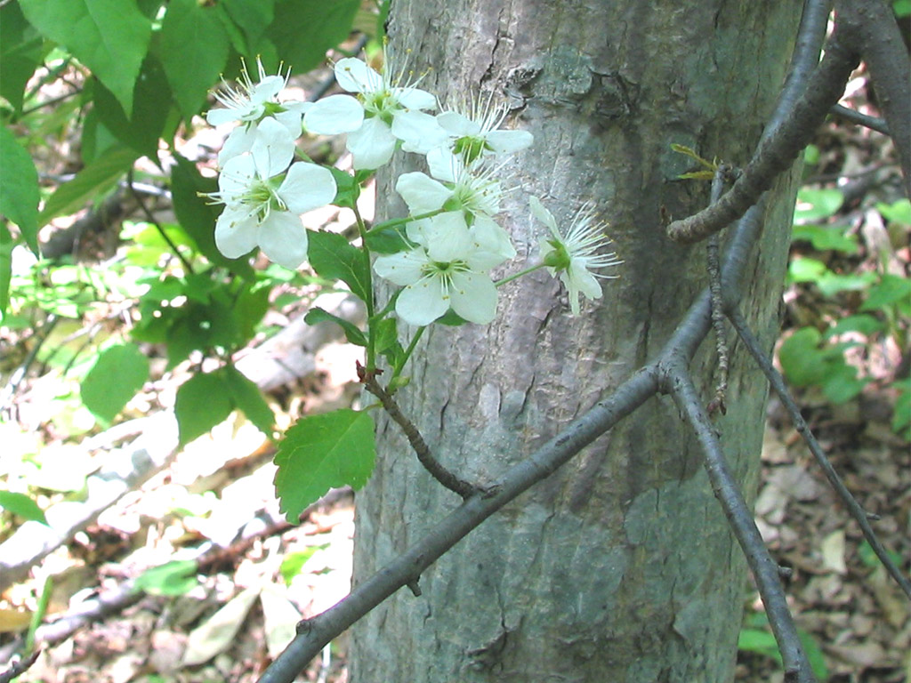 ミヤマザクラ Prunus maximowiczii