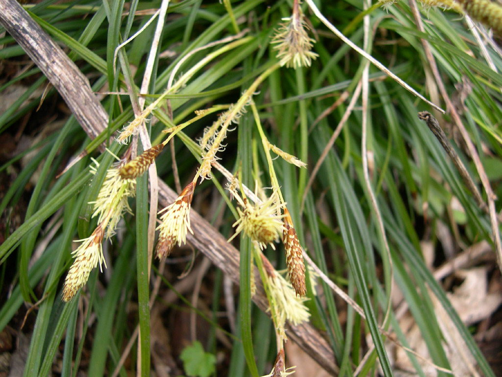 オクノカンスゲ Carex foliosissima