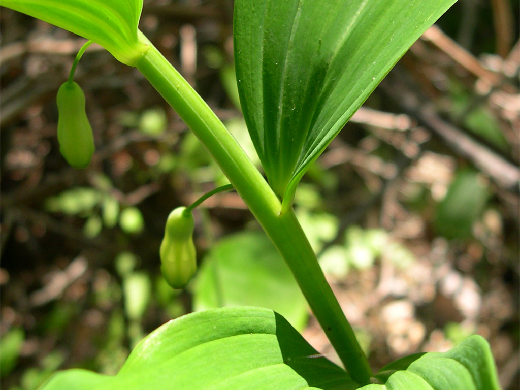 オオアマドコロ Porygonatum odoratum var. Maximowiczii