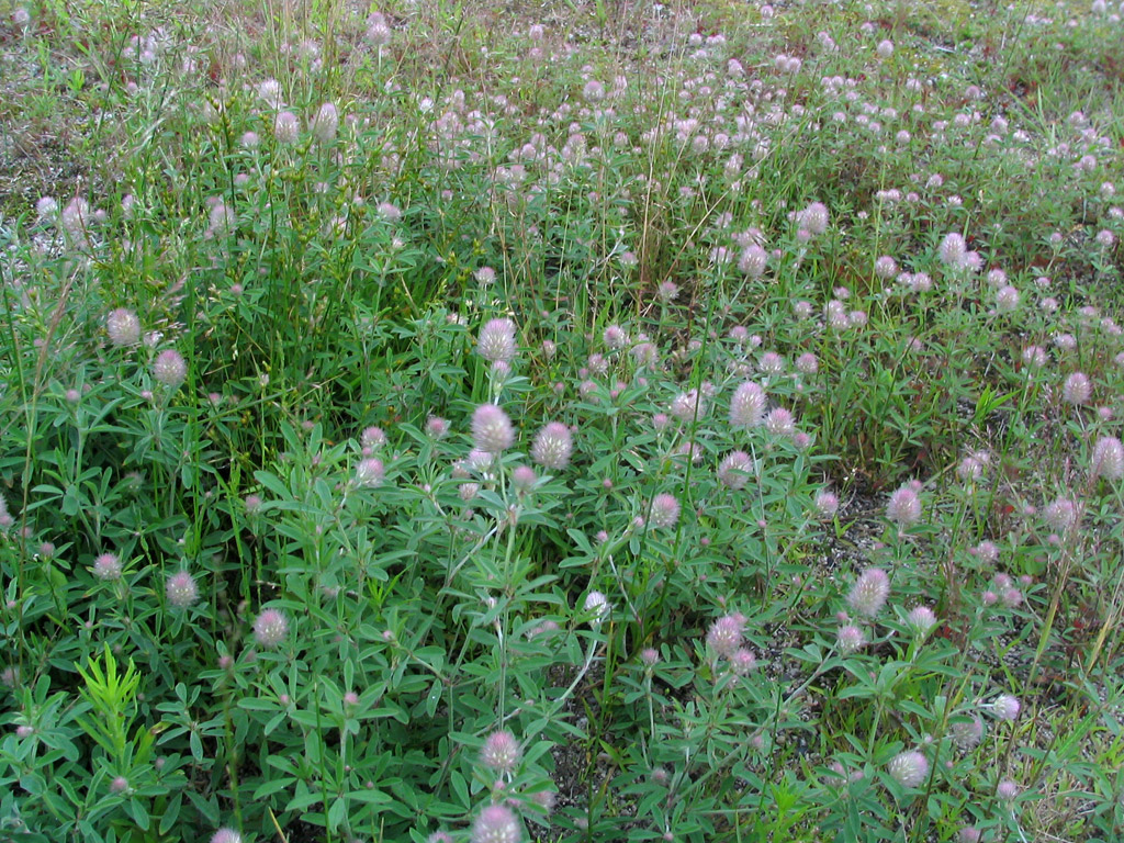 シャグマハギ Trifolium arvense