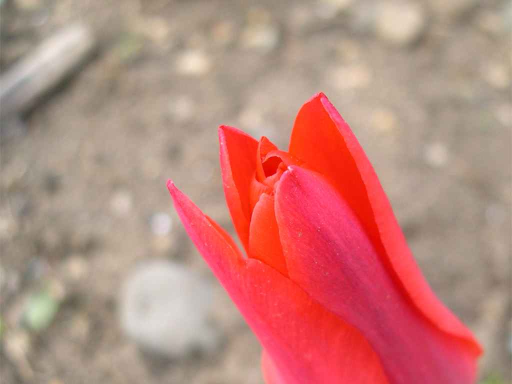 チューリップ Tulipa cvs.