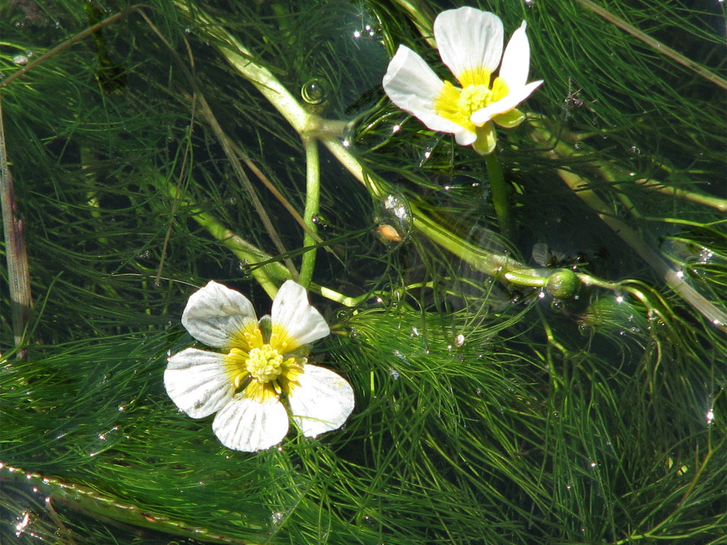 バイカモ Ranunculus nipponicus var. major