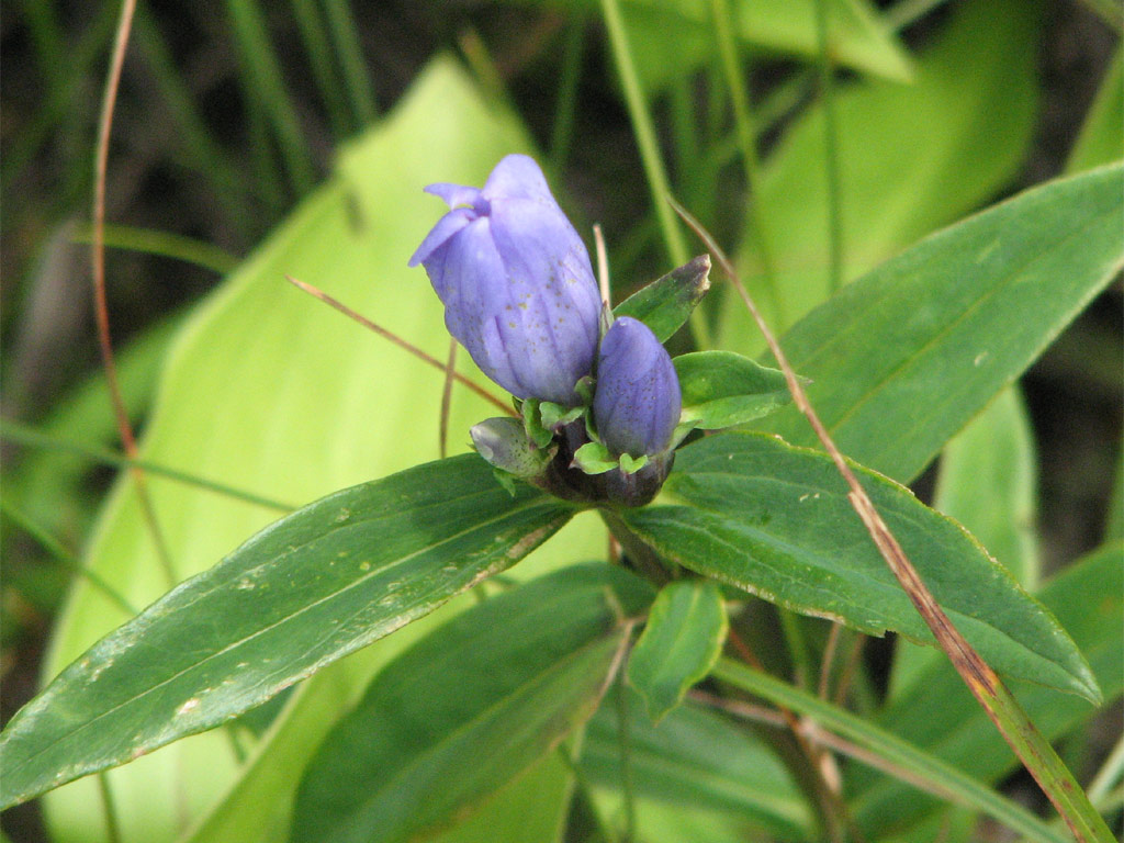 エゾリンドウ Gentiana triflora var. japonica