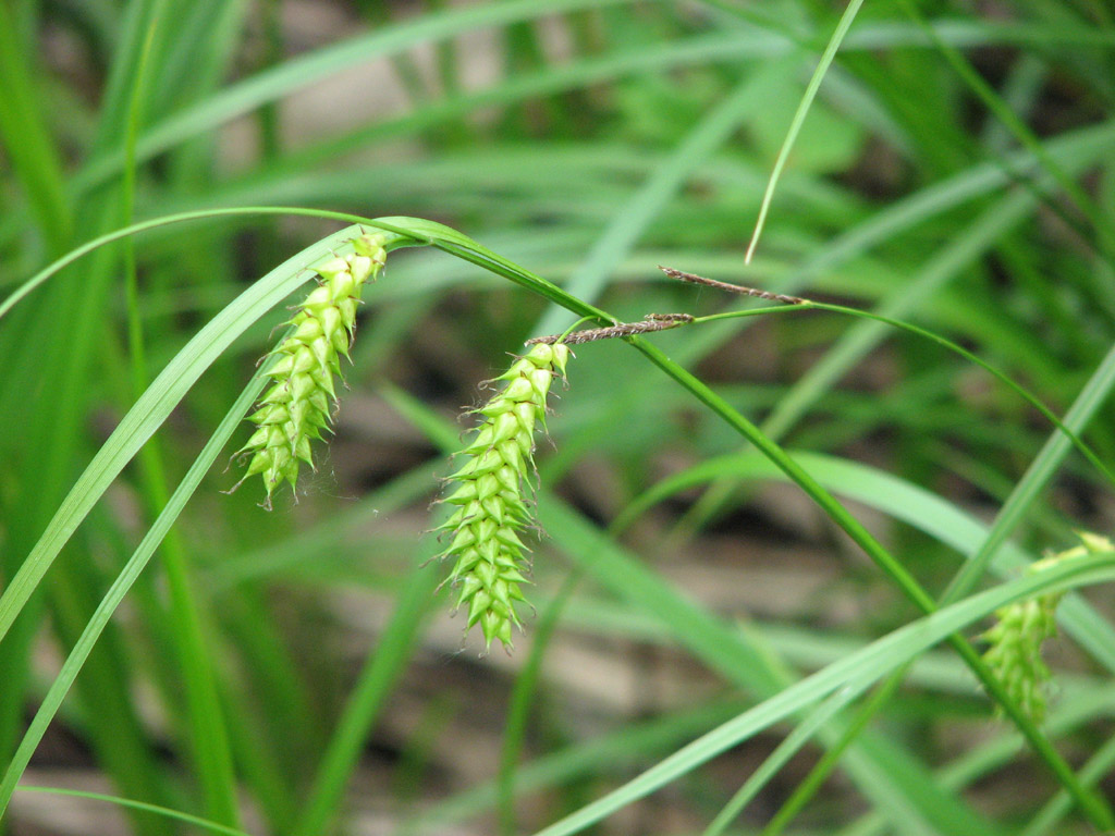 ゴウソ  Carex maximowiczii
