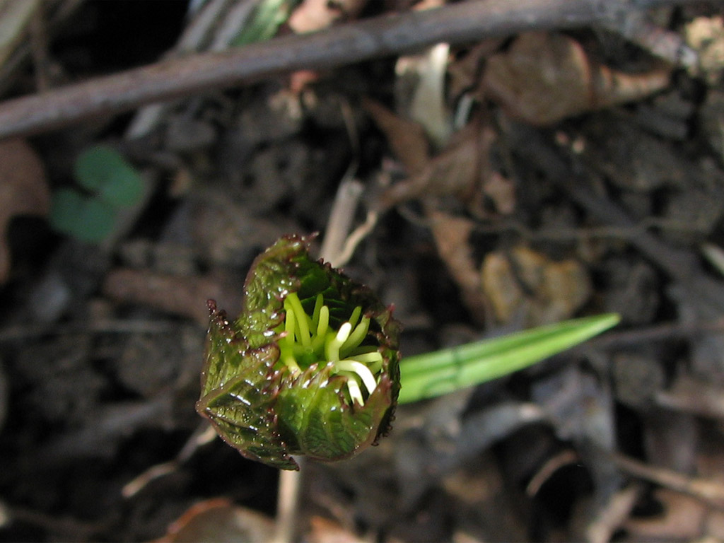 ヒトリシズカ Chloranthus japonicus