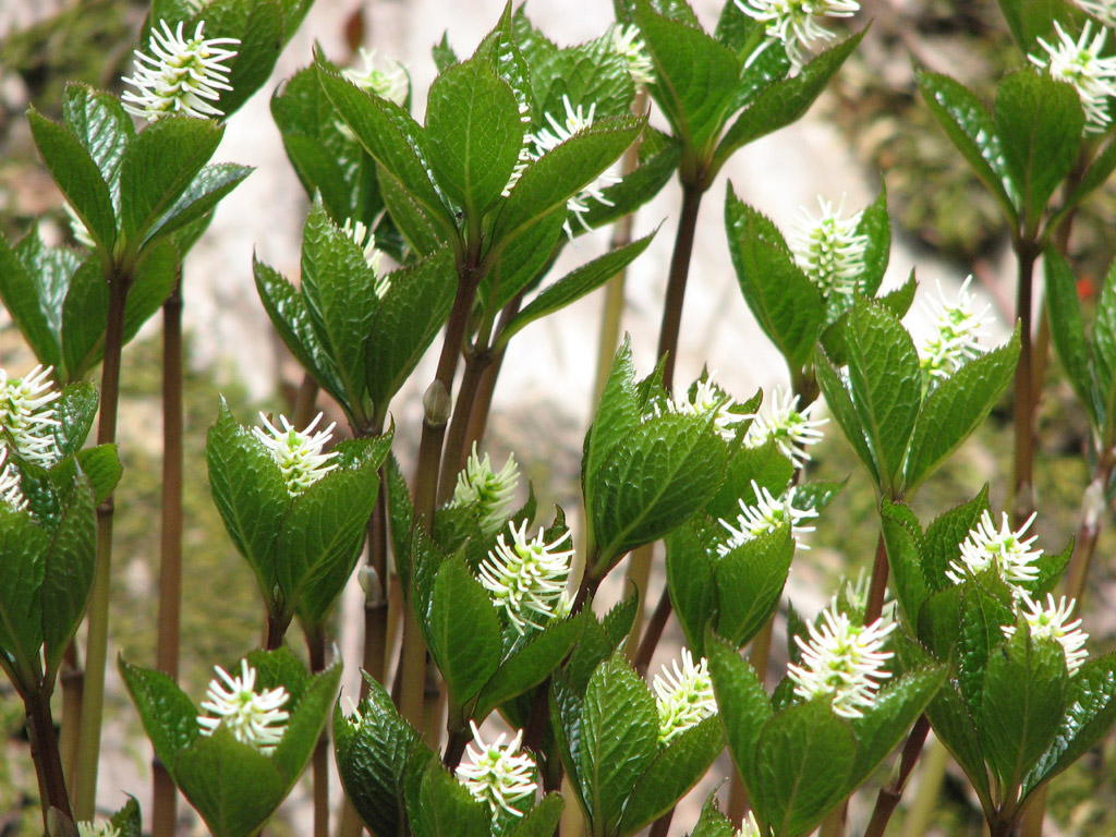 ヒトリシズカ Chloranthus japonicus