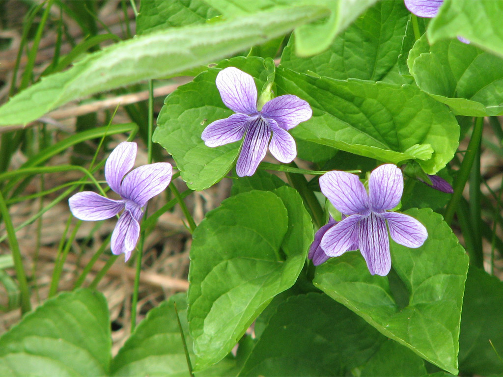 オオバタチツボスミレ Viola langsdorfii subsp. sachalinensis