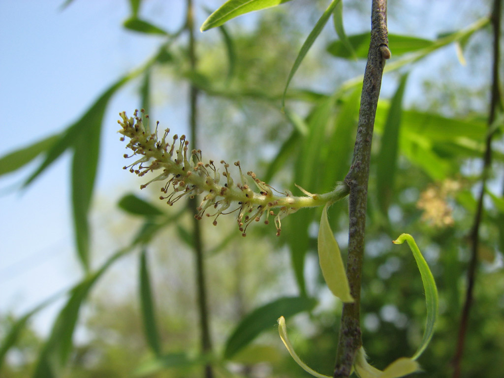 シダレヤナギ Salix babylonica