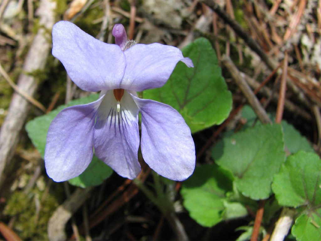 タチツボスミレ Viola grypoceras