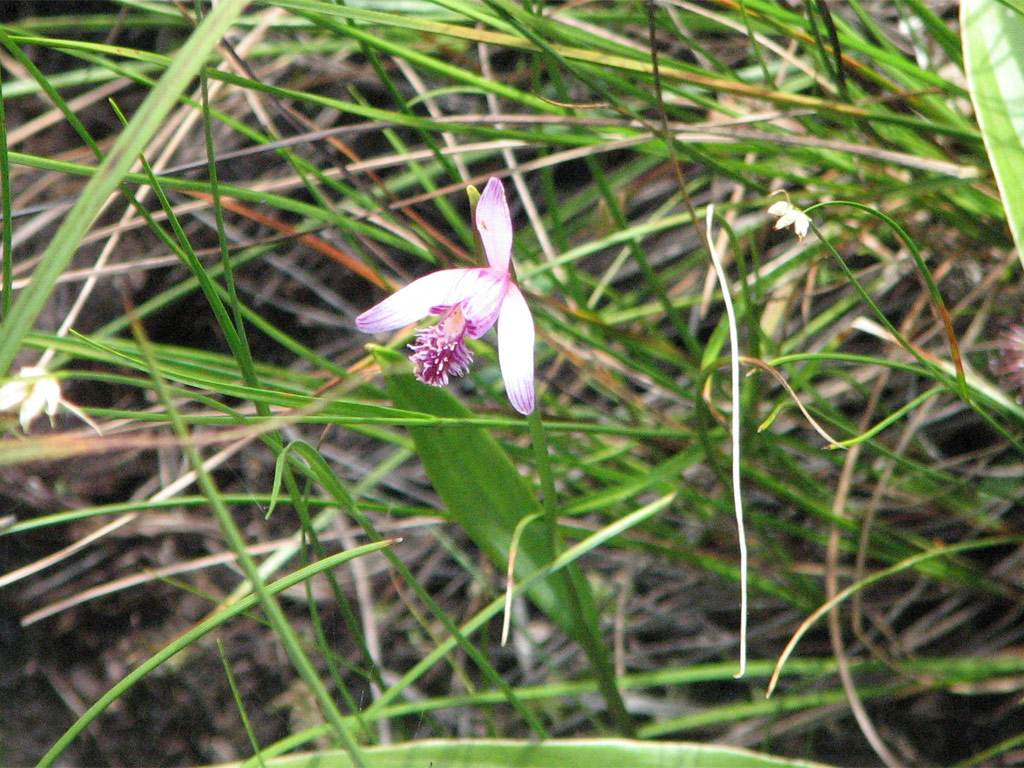トキソウ Pogonia japonica