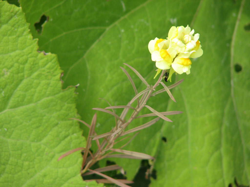 ホソバウンラン Linaria vulgaris