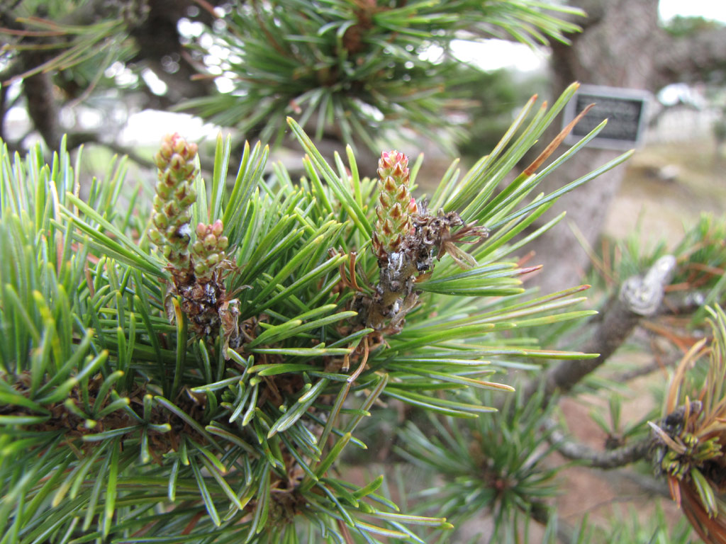 ゴヨウマツ Pinus parviflora