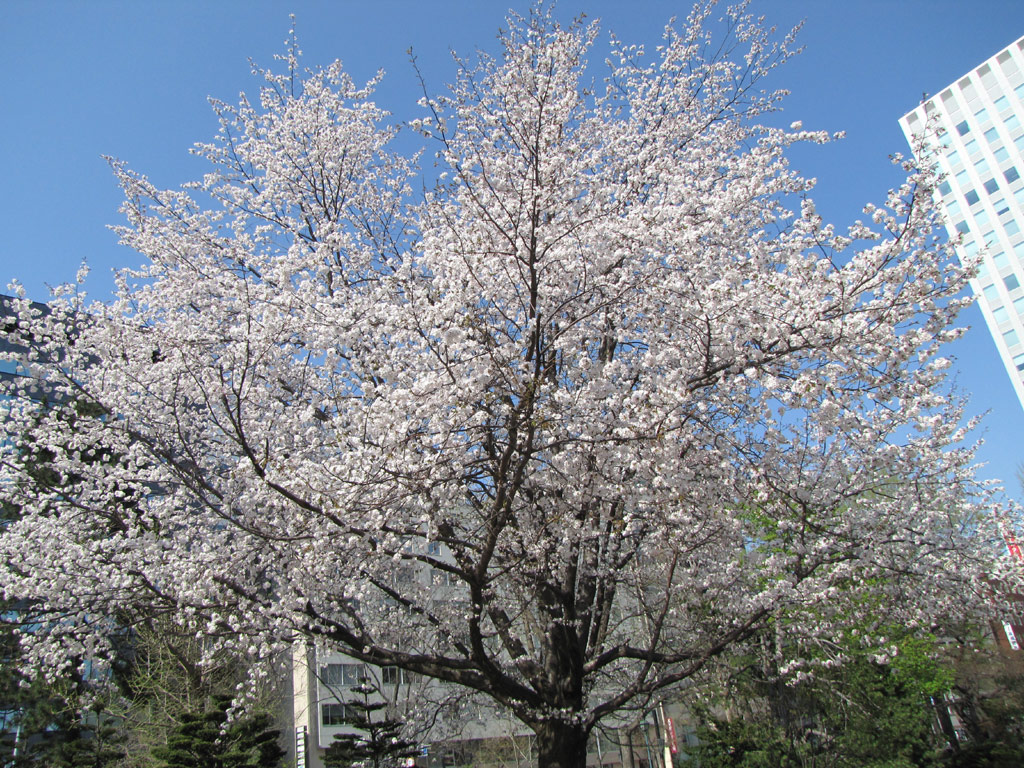 カスミザクラ Prunus verecunda