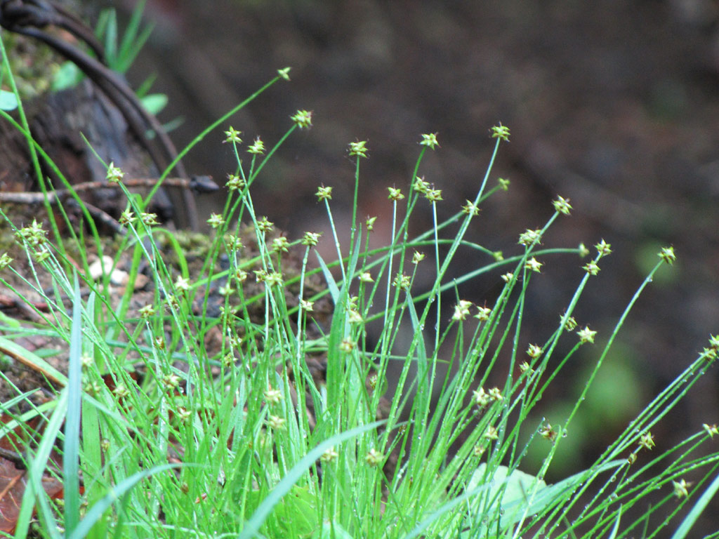 コハリスゲ Carex hakonensis