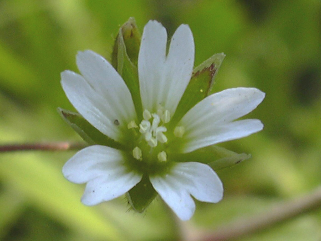 ミミナグサ Cerastium holosteoides var. hallaisanense