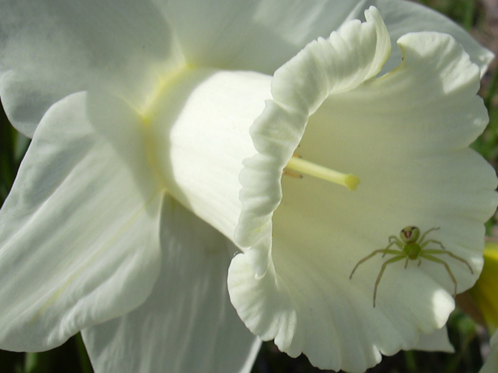 スイセン Narcissus cvs.