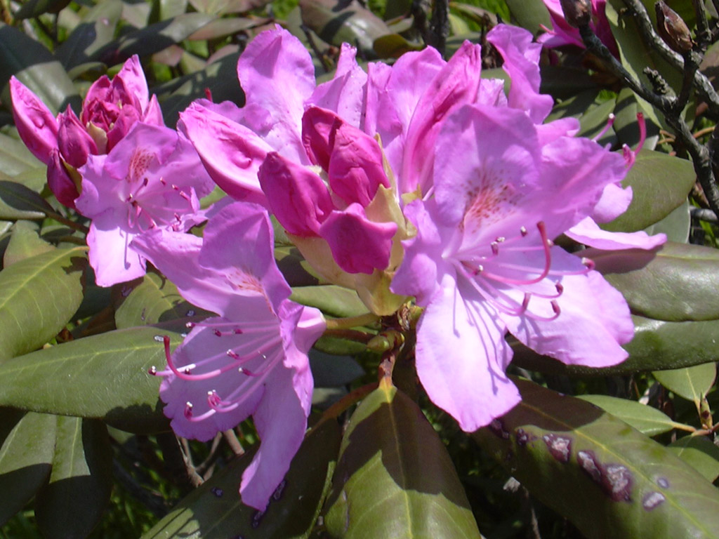 シャクナゲ Rhododendron cvs.