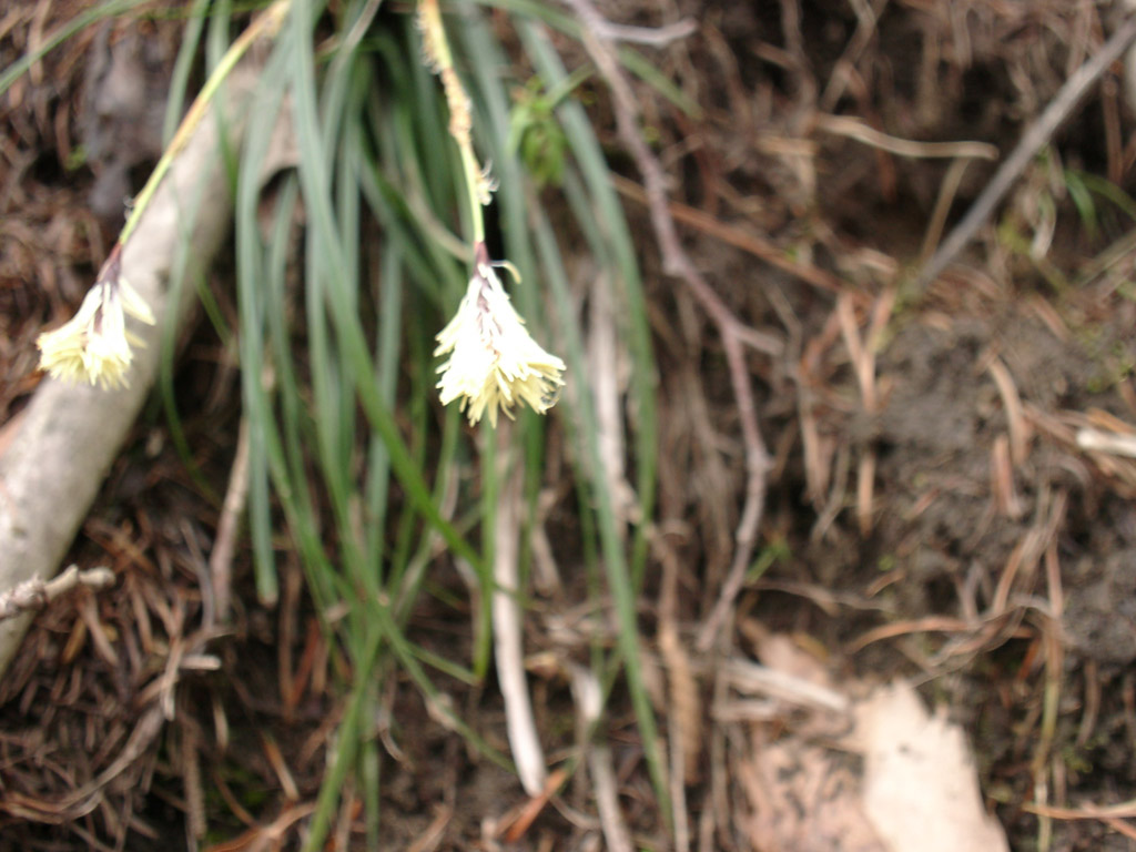 ミヤマカンスゲ Carex dolichostachya var. glaberrima