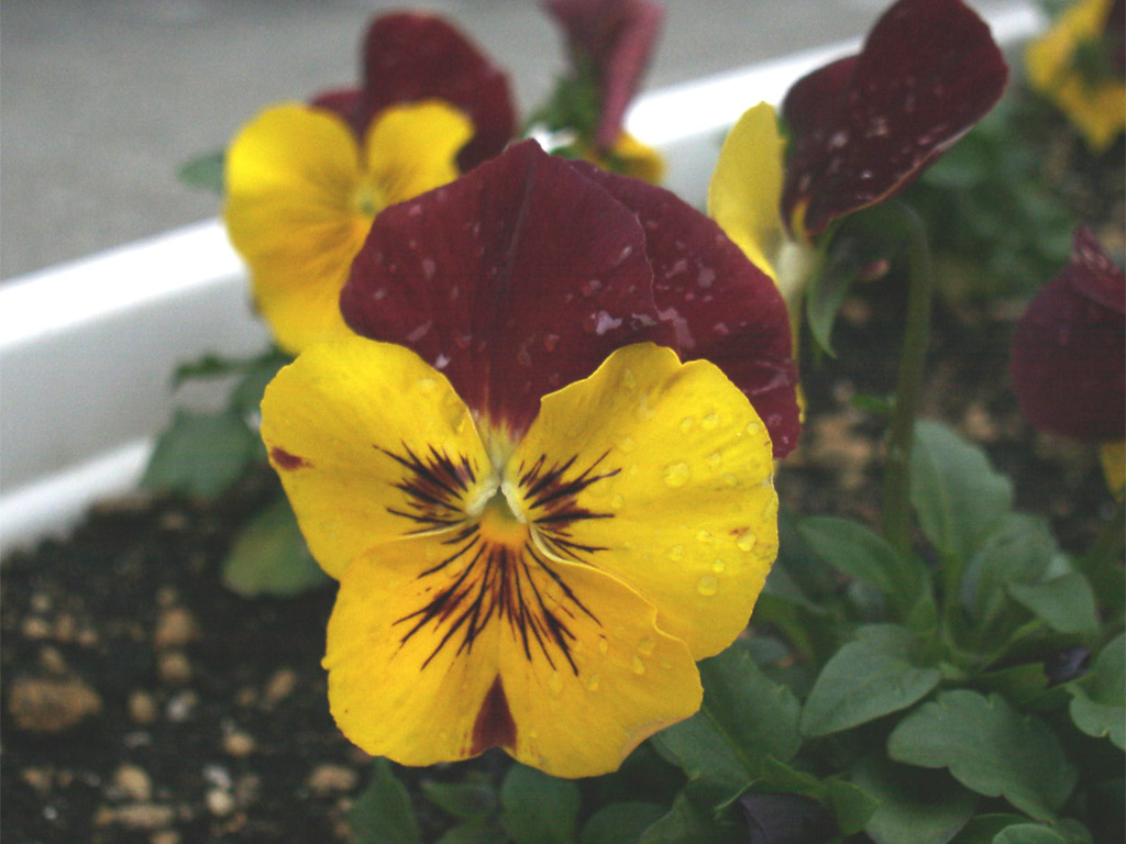 パンジー Viola tricolor var. hortensis
