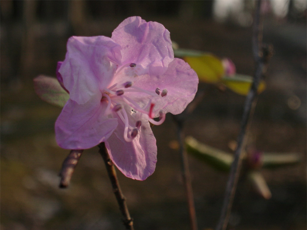 シャクナゲ Rhododendron cvs.