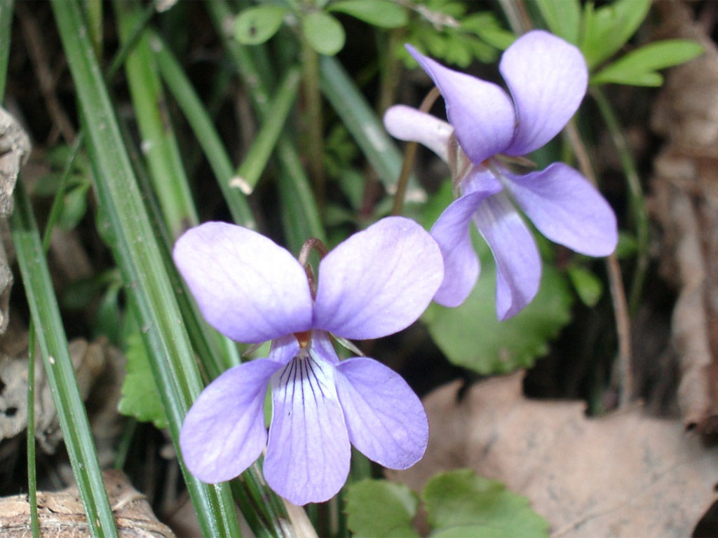 タチツボスミレ Viola grypoceras