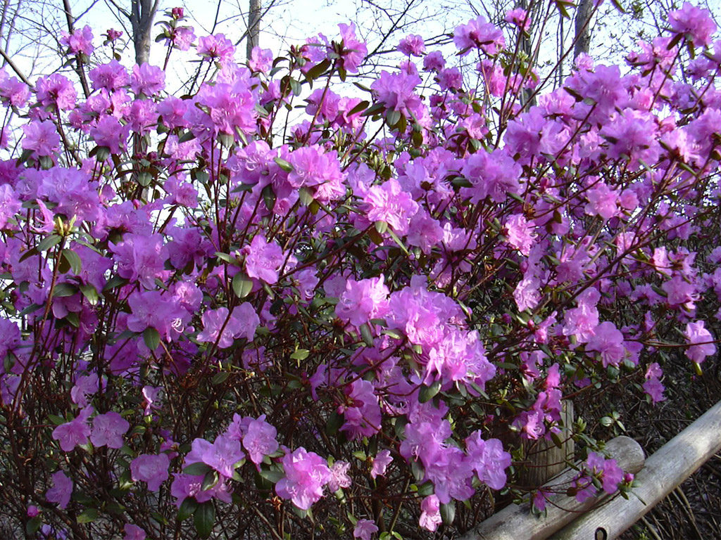 エゾムラサキツツジ Rhododendron dauricum