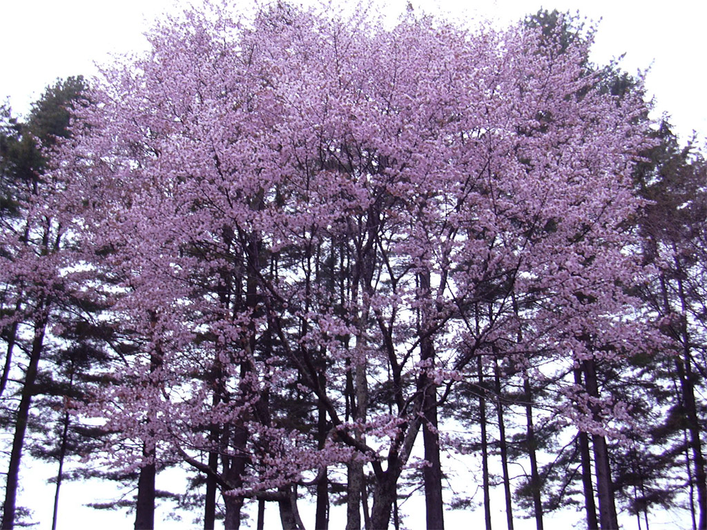 エゾヤマザクラ Prunus sargentii