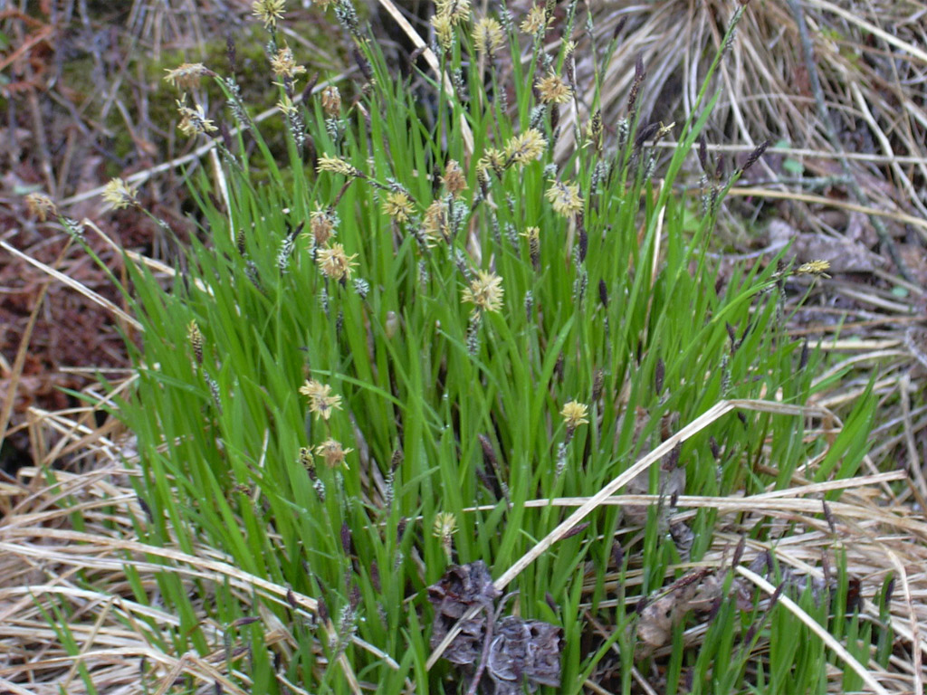 カブスゲ Carex caespitosa