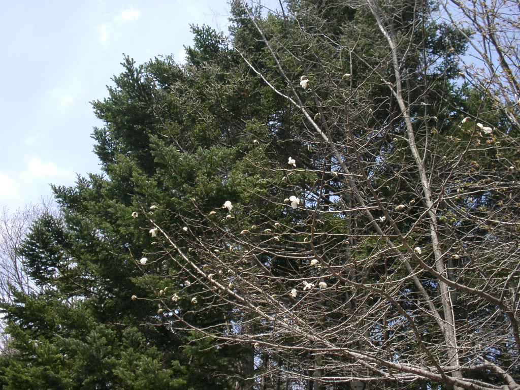 キタコブシ Magnolia kobus var. borealis